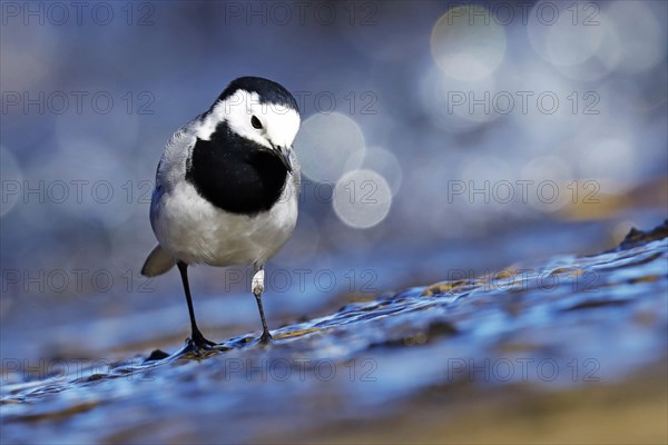 Pied Wagtail