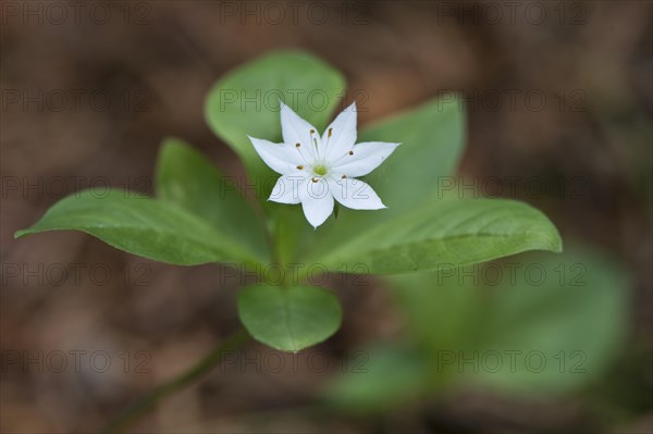 European seven-pointed star