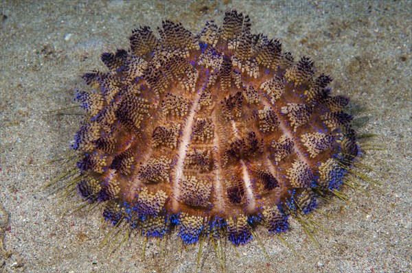 Sea urchin