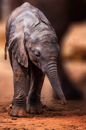 African elephant