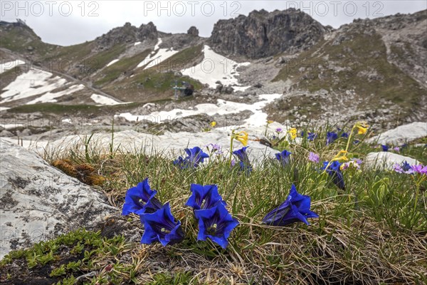 Pebble bell gentian