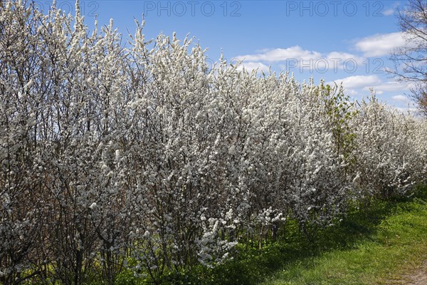 Flowering sloe hedge