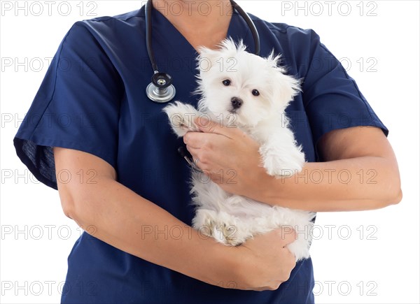 Female veterinarian with stethoscope holding young maltese puppy isolated on white