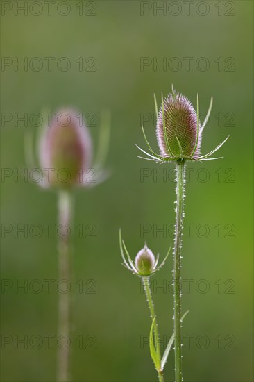 Wild cardoon