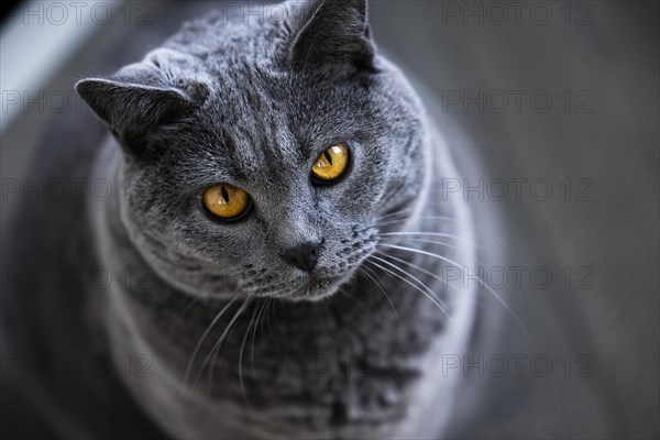 Grey Carthusian cat with yellow eyes