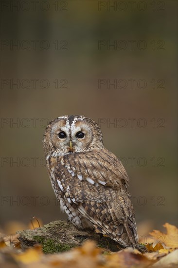 Tawny owl