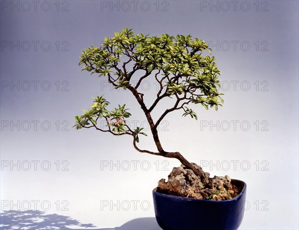 Bonsai Ixora Stricta Style: Slanting