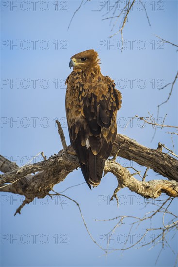 A tawny eagle