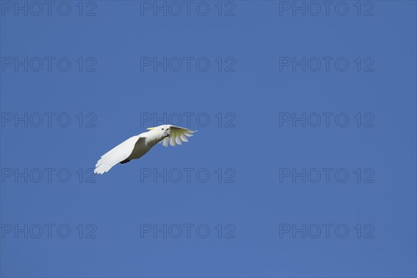 Sulphur-crested cockatoo