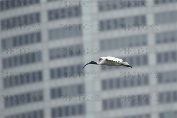 Australian white ibis