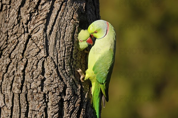 Two collared parakeets