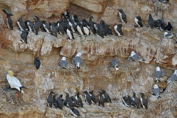 Common common guillemots