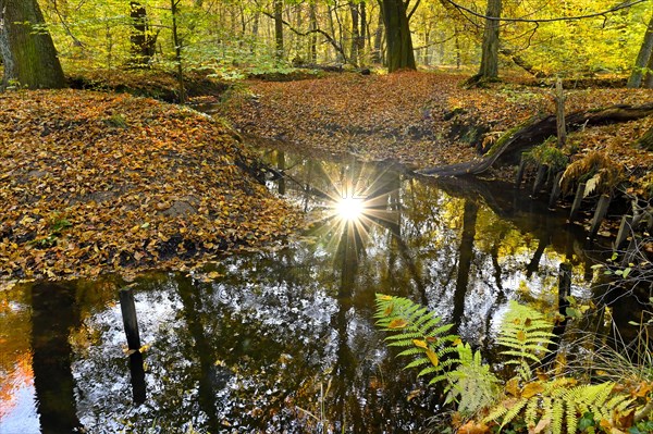 Sunbeams in the Rotbach in the Hiesfeld Forest