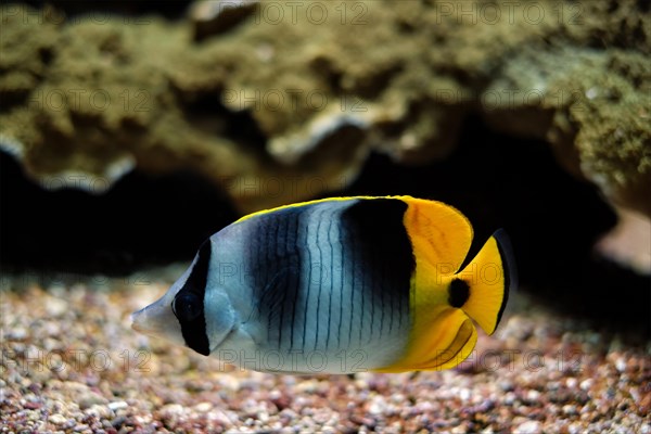 Pacific double-saddle butterflyfish