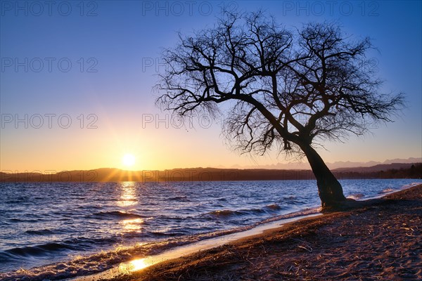 Blattloser Baum an einem Sandstrand am Murtensee bei Sonnenaufgang