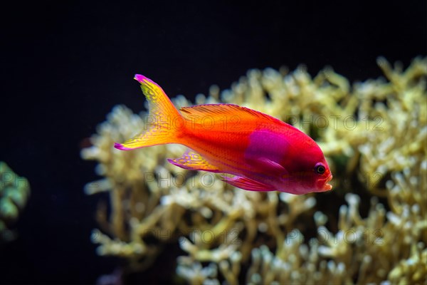 Squarespot anthias