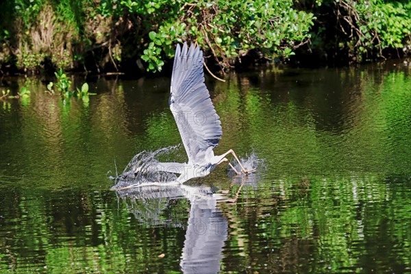 Grey heron