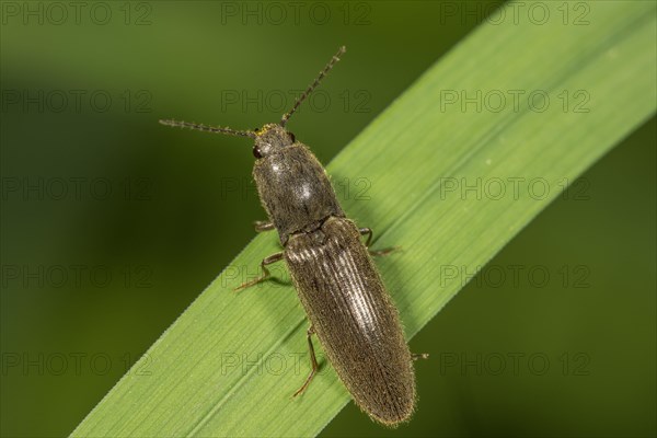 Click beetle