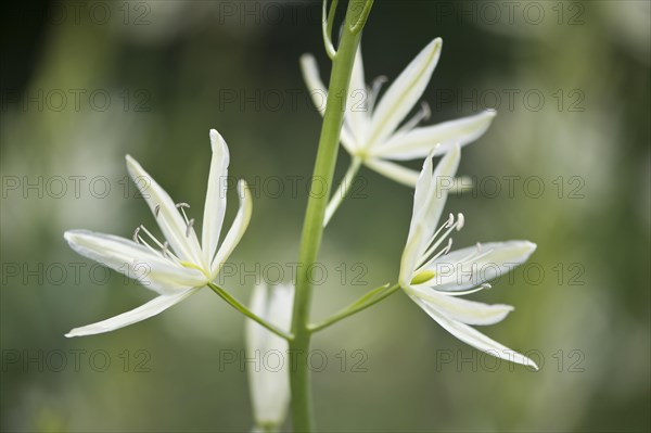 Grass lily