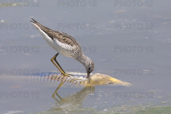 Greenshank