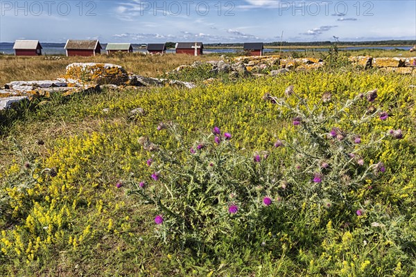 Flowering thistles in a meadow