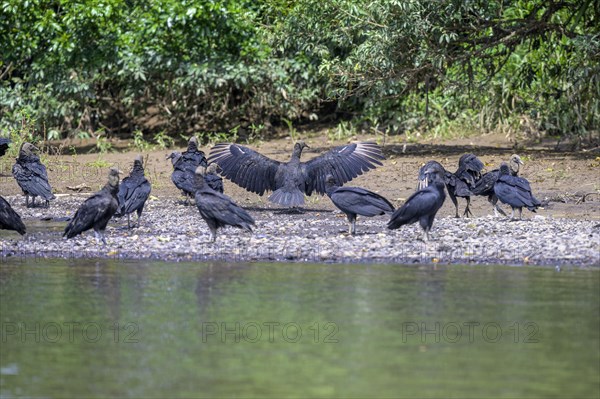 Black vulture