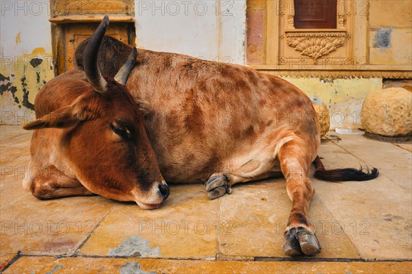 Indian cow resting sleeping in the street