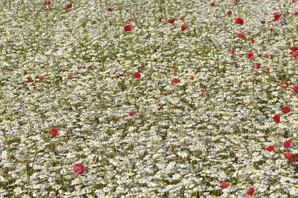 Flowering marguerites