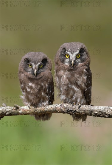 Tengmalm's Owl