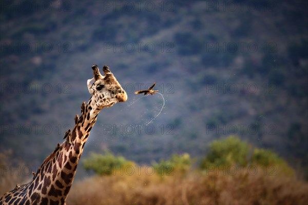 Masai giraffe