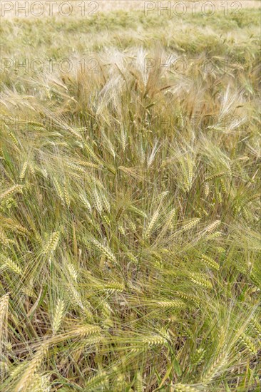 Wheat field in spring in plain. Alsace