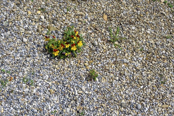 Garden pansy