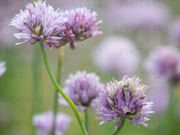 Flowering chive