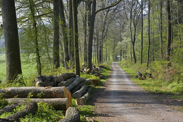 D. BW. Laubwald im Fruehling