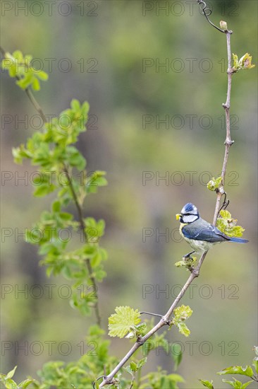 Blue tit