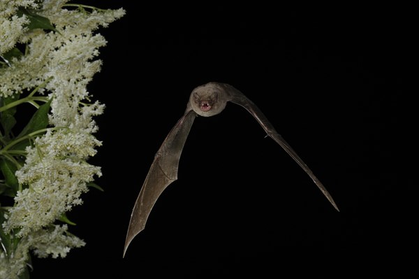 Common bent-wing bat