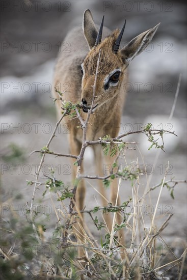 Kirk dikdik or kirk's dik-dik