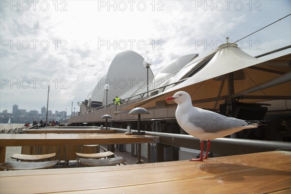 Silver gull