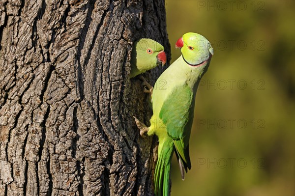 Two collared parakeets