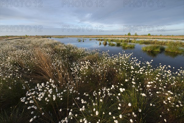 Hare's-tail cottongrass