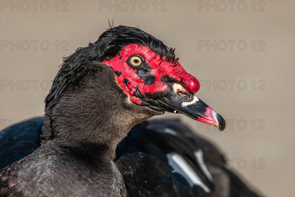 Portrait of a Muscovy Duck in a farmyard. AGF Educational Farm in Rhinau in Alsace