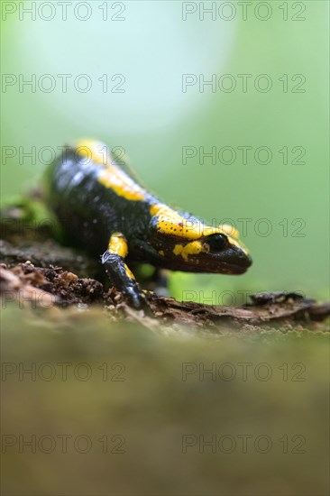 Feuersalamander