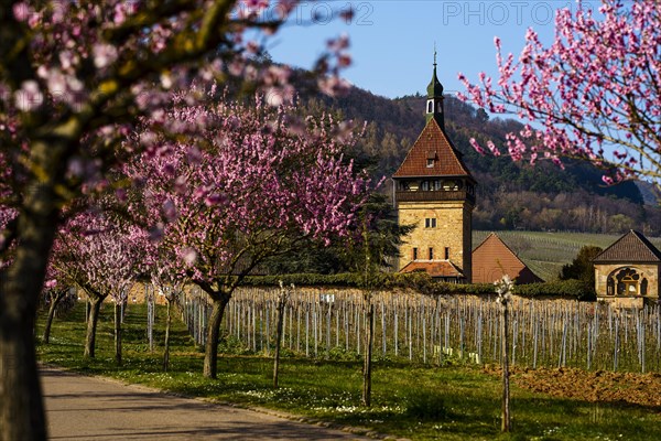 Bluehende Mandelbaeume am Geilweilerhof