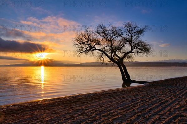 Blattloser Baum an einem Sandstrand am Murtensee