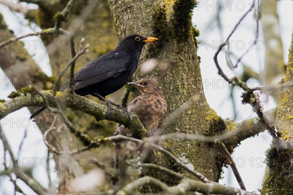 Amsel Maennchen oder Schwarzdrossel