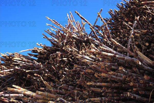 Cut sugar cane