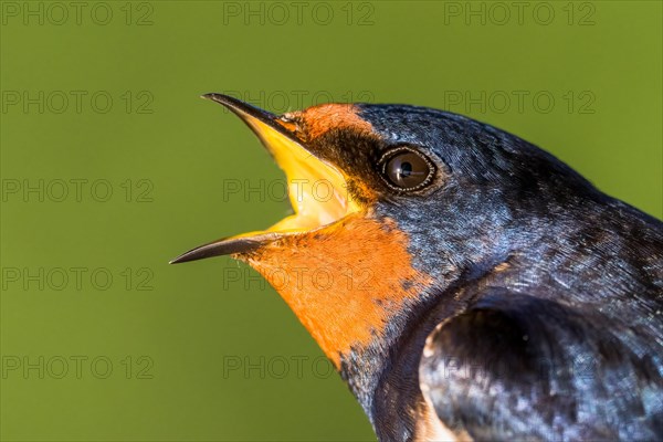 Barn swallow