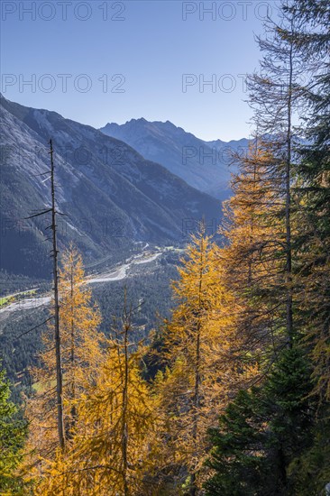 Forest in autumn