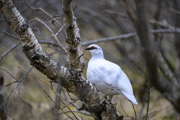 Rock Ptarmigan