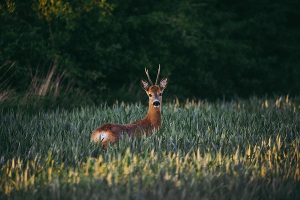 A male roe deer